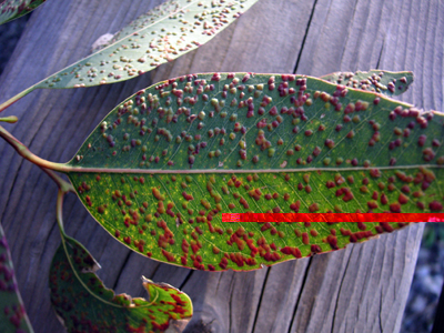 01_Eulofide_Ferrari.jpg 01_Eulofide_Ferrari.jpg