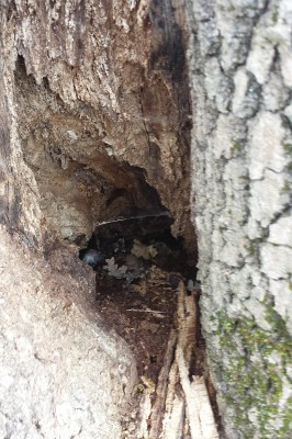 20150331_153618.jpg (236.19 KiB) Osservato 1509 volte 20150331_153618.jpg