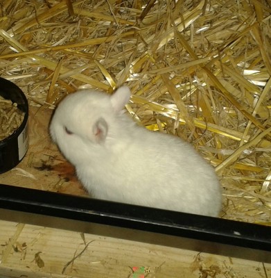 20150511_130552-1.jpg (948.06 KiB) Osservato 11019 volte 20150511_130552-1.jpg