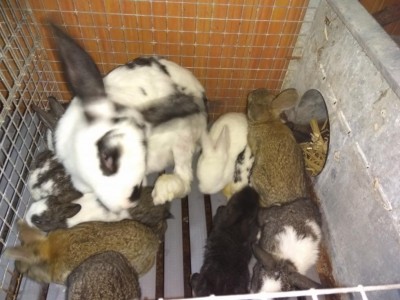 5.jpg (91.33 KiB) Osservato 1234 volte 5.jpg