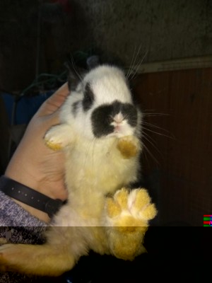 3.jpg (49.68 KiB) Osservato 1234 volte 3.jpg