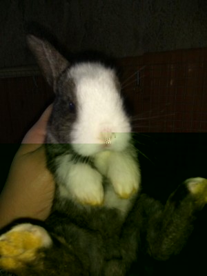 2.jpg (47.96 KiB) Osservato 1234 volte 2.jpg