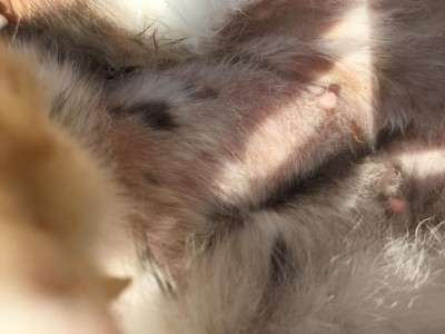 IMG_0989.JPG (82.72 KiB) Osservato 1289 volte IMG_0989.JPG