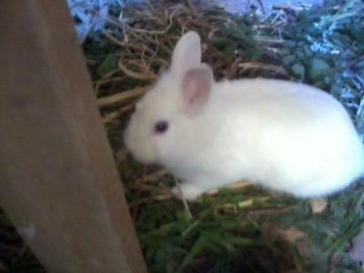 Foto0362.jpg (16.44 KiB) Osservato 1275 volte Foto0362.jpg