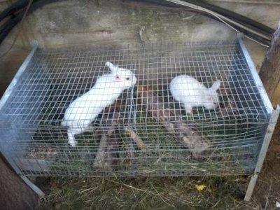 Foto0304.jpg (34.62 KiB) Osservato 1265 volte Foto0304.jpg