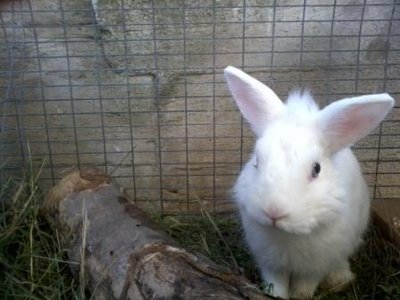 Foto0314.jpg (24.68 KiB) Osservato 1265 volte Foto0314.jpg