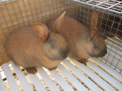 IMG_0001.JPG (104.7 KiB) Osservato 13460 volte IMG_0001.JPG