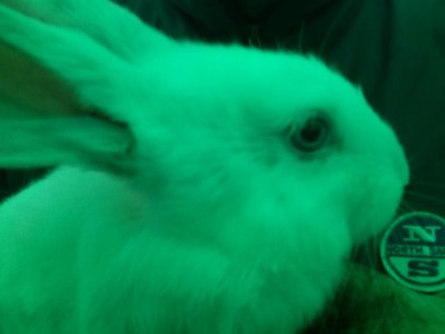 1°coniglio / IMG_20180224_161137.jpg IMG_20180224_161137.jpg