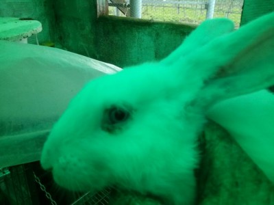 1°coniglio / IMG_20180224_161132.jpg IMG_20180224_161132.jpg