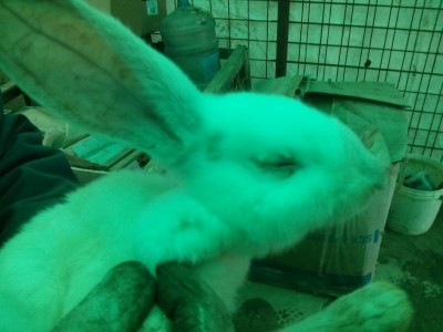 2°coniglio / IMG_20180224_160907.jpg IMG_20180224_160907.jpg