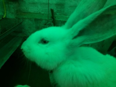 2°coniglio / IMG_20180224_160914.jpg IMG_20180224_160914.jpg