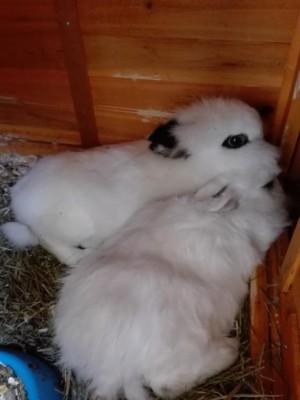 IMG_20180305_112340.jpg (51.74 KiB) Osservato 14058 volte IMG_20180305_112340.jpg