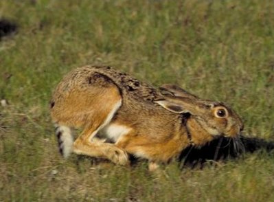 Lepre italica Lepus corsicanus.jpg (39.39 KiB) Osservato 1493 volte Lepre italica Lepus corsicanus.jpg
