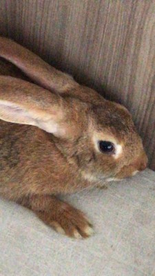 WhatsApp Image 2018-06-08 at 09.33.39.jpeg (74.85 KiB) Osservato 1338 volte WhatsApp Image 2018-06-08 at 09.33.39.jpeg