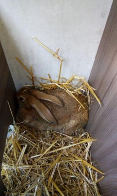 WhatsApp Image 2018-06-08 at 09.33.39 (2).jpeg (83.36 KiB) Osservato 1338 volte WhatsApp Image 2018-06-08 at 09.33.39 (2).jpeg