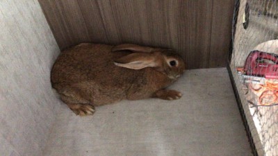 WhatsApp Image 2018-06-08 at 09.33.39 (1).jpeg (77.95 KiB) Osservato 1338 volte WhatsApp Image 2018-06-08 at 09.33.39 (1).jpeg