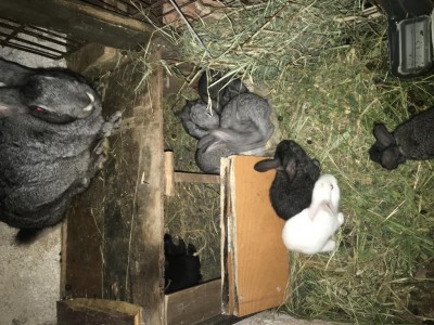 1D7ECDF1-6921-45C4-9F50-566160B54A97.jpeg (154.8 KiB) Osservato 11394 volte 1D7ECDF1-6921-45C4-9F50-566160B54A97.jpeg