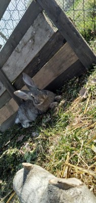 IMG_20190324_134044878.jpg (118.92 KiB) Osservato 11567 volte IMG_20190324_134044878.jpg