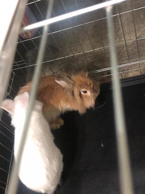 ecco la mia panzarotta / WhatsApp Image 2019-04-13 at 19.08.56.jpeg WhatsApp Image 2019-04-13 at 19.08.56.jpeg