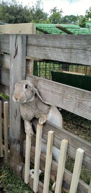 IMG_20190504_141755803.jpg (91.72 KiB) Osservato 11380 volte IMG_20190504_141755803.jpg