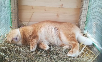 Non è morto, sta solamente riposando / IMG_20200223_122833.jpg IMG_20200223_122833.jpg