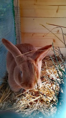 87543665_10221929243090966_7483093941835792384_o.jpg (109.39 KiB) Osservato 9716 volte 87543665_10221929243090966_7483093941835792384_o.jpg