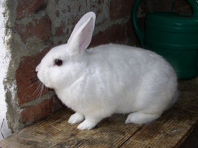 03.jpg (128.68 KiB) Osservato 759 volte 03.jpg