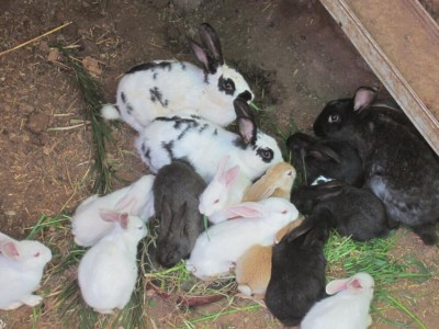 cos9.jpg (105.45 KiB) Osservato 1456 volte cos9.jpg