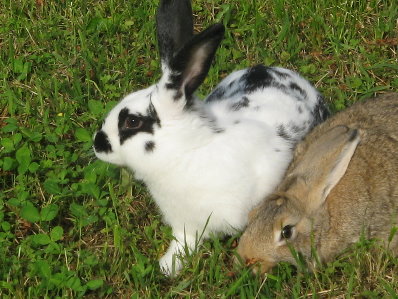 IMG_3106.JPG IMG_3106.JPG