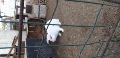 IMG-20201102-WA0001.jpeg (92.86 KiB) Osservato 9614 volte IMG-20201102-WA0001.jpeg