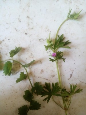 IMG_20210330_165329.jpg (61.05 KiB) Osservato 1200 volte IMG_20210330_165329.jpg