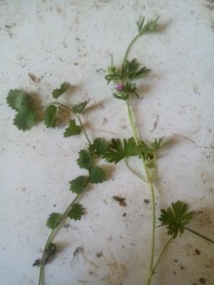 IMG_20210330_165322.jpg (63.4 KiB) Osservato 1072 volte IMG_20210330_165322.jpg