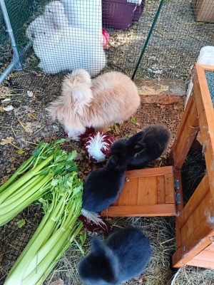 3 cuccioli con mamma e papà / IMG20231212131154.jpg IMG20231212131154.jpg