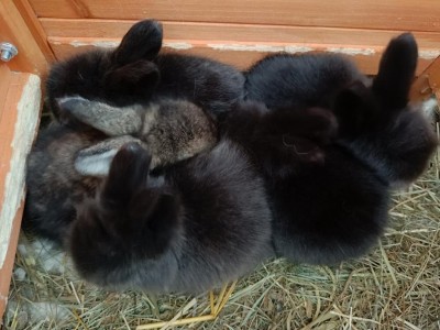 I 5 cuccioli / IMG20231205134734.jpg IMG20231205134734.jpg