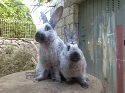 249693_194074243978886_132684086784569_597931_1993974_n.jpg (72.94 KiB) Osservato 723 volte 249693_194074243978886_132684086784569_597931_1993974_n.jpg