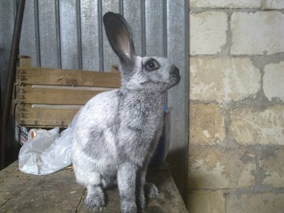 249719_188438584542452_132684086784569_557829_4217209_n.jpg (80.22 KiB) Osservato 723 volte 249719_188438584542452_132684086784569_557829_4217209_n.jpg