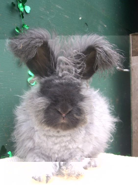 angora testa di moro.jpg