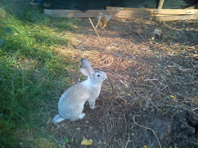 aaaaaa.jpg (315.81 KiB) Osservato 988 volte aaaaaa.jpg