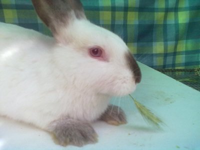 11062012672.jpg (55.46 KiB) Osservato 822 volte 11062012672.jpg