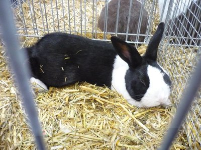 olandese bianco-nero / olandese.jpg olandese.jpg