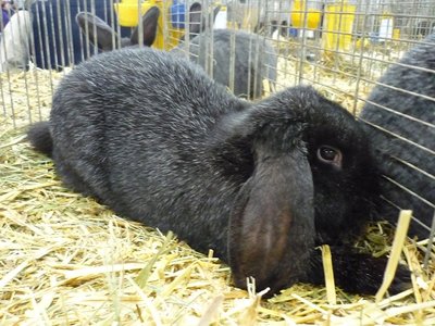 ariete di Meißner / ariete Meißner.jpg ariete Meißner.jpg