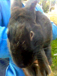 Immag0145.gif Immag0145.gif