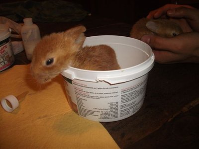 DSCF2989.JPG (37.13 KiB) Osservato 963 volte DSCF2989.JPG