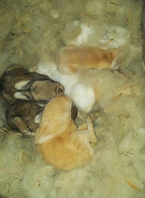 20130402_145117-1.jpg (34.53 KiB) Osservato 1365 volte 20130402_145117-1.jpg