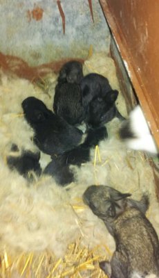 20130402_144852-1.jpg (37.17 KiB) Osservato 1365 volte 20130402_144852-1.jpg