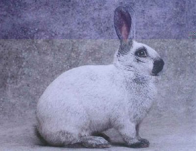 argentatachampagnef.jpg (38.28 KiB) Osservato 3085 volte argentatachampagnef.jpg