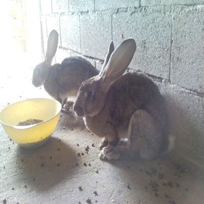 SNC00520 - Copia.jpg (104.03 KiB) Osservato 1109 volte SNC00520 - Copia.jpg