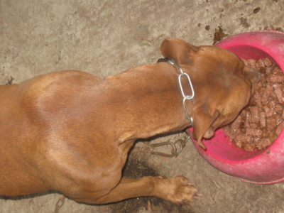 dimenticavo Argo il pitbull anche se nn si vede bene / argo.jpg argo.jpg