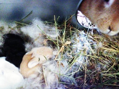 2014-01-31 13.16.33.jpg (334.39 KiB) Osservato 1529 volte 2014-01-31 13.16.33.jpg