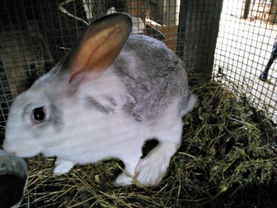 WP_002141re.jpg (127.77 KiB) Osservato 1306 volte WP_002141re.jpg